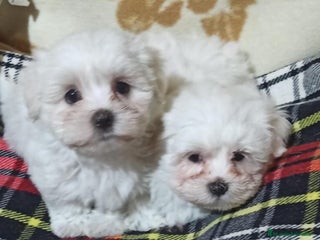 Bichón Maltés perros Bichón Maltés - Anuncio 1
