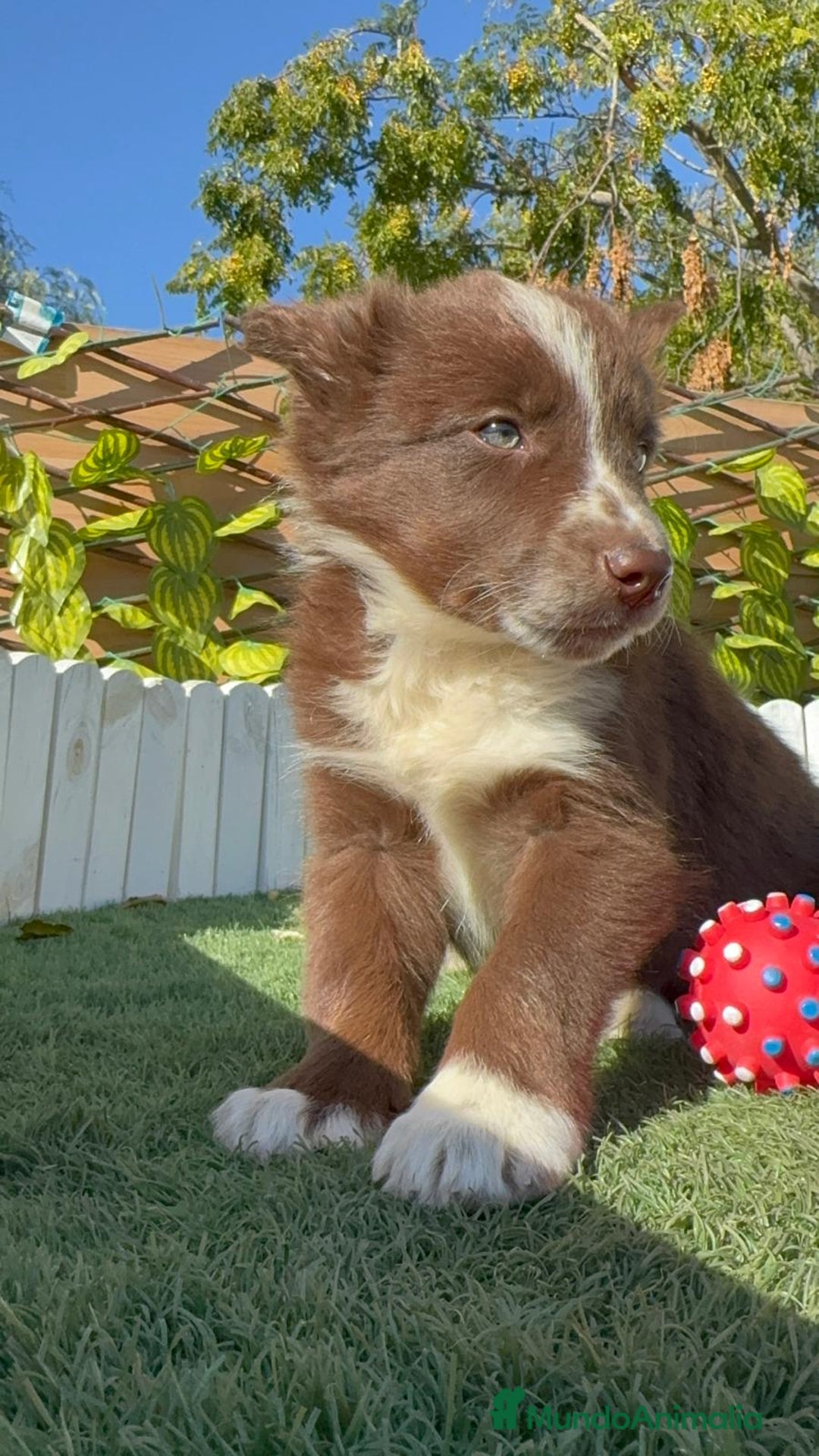 Border Collie perros en venta: BORDER COLLIE MACHO - Anuncio 4