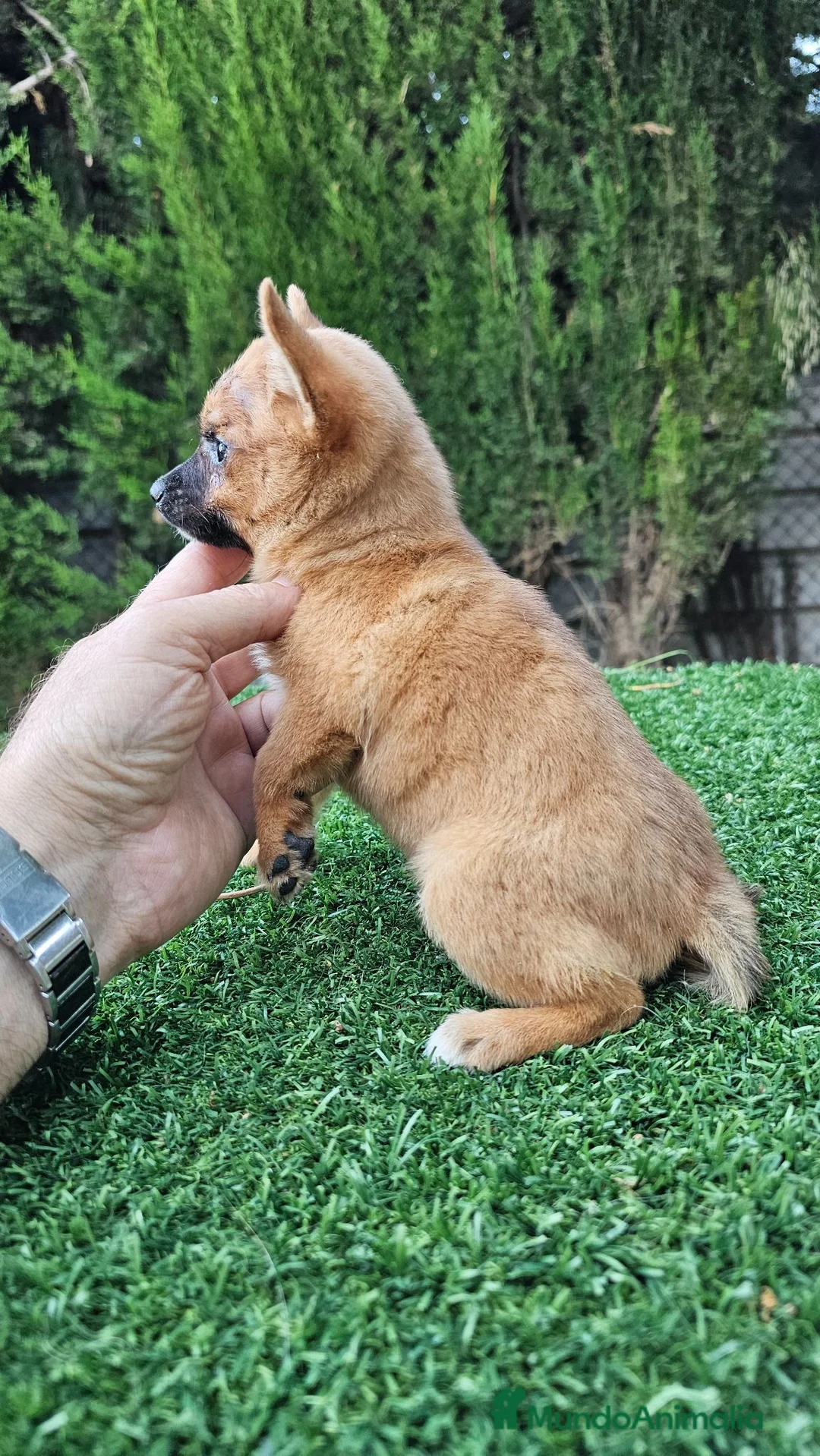 Raza Mixta perros en venta: Preciosa hembra de Ponchyss - Anuncio 2