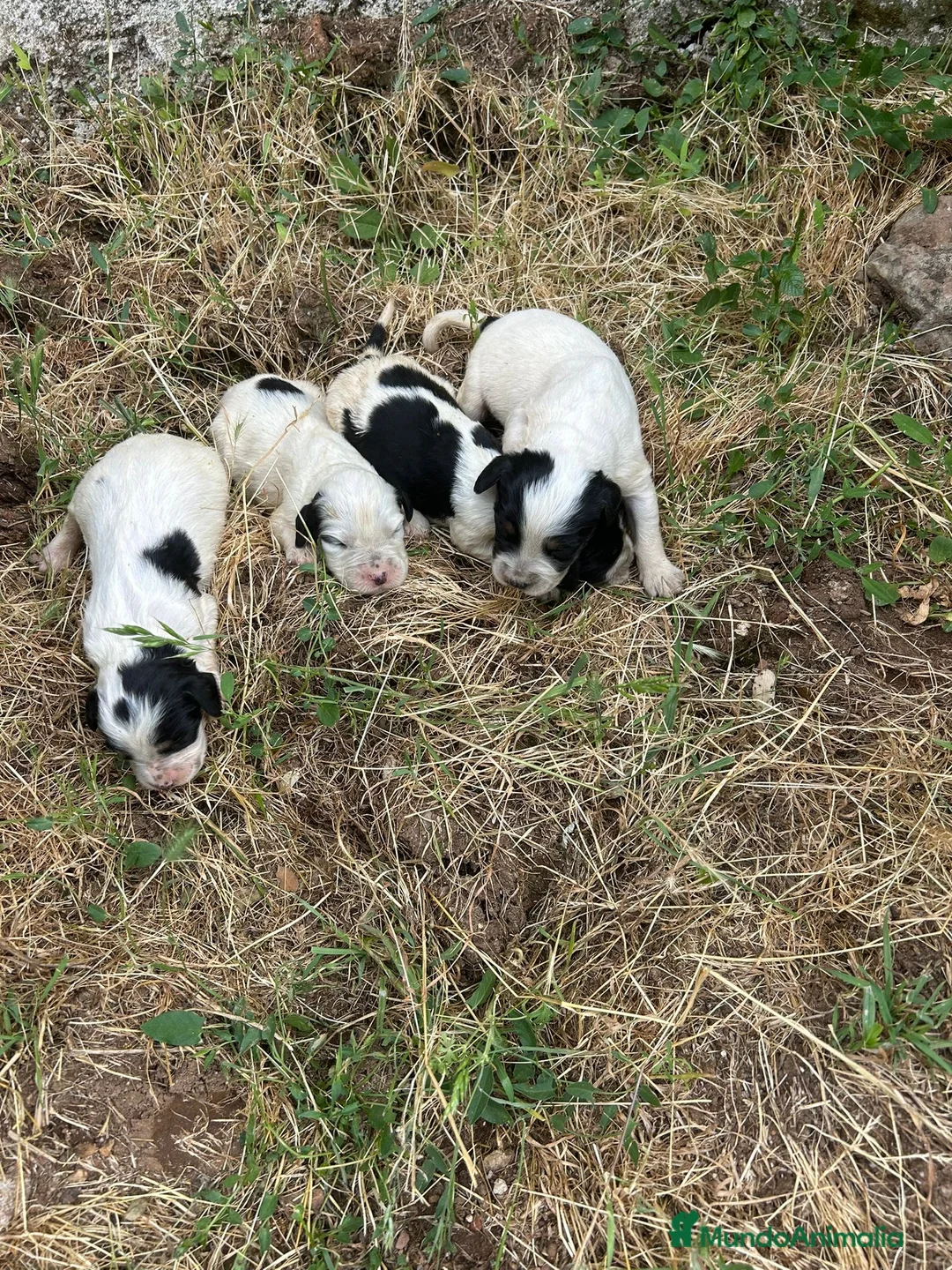 Setter Inglés perros en venta: Bonita camada setter ingles - Anuncio 2