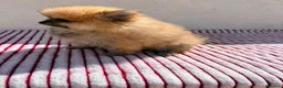 Pomerania perros en venta: Lulu de Pomerania toy  - Anuncio 9