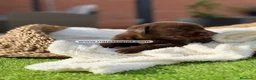 Labrador Retriever perros en venta: LABRADOR HEMBRA - Anuncio 7
