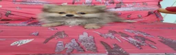Pomerania perros en venta: Pomerania Toy - Anuncio 2