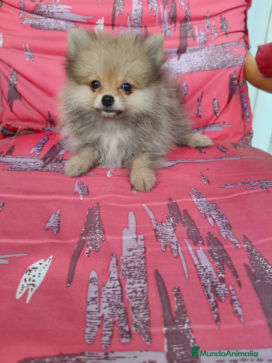 Pomerania perros en venta: Pomerania Toy - Anuncio 2