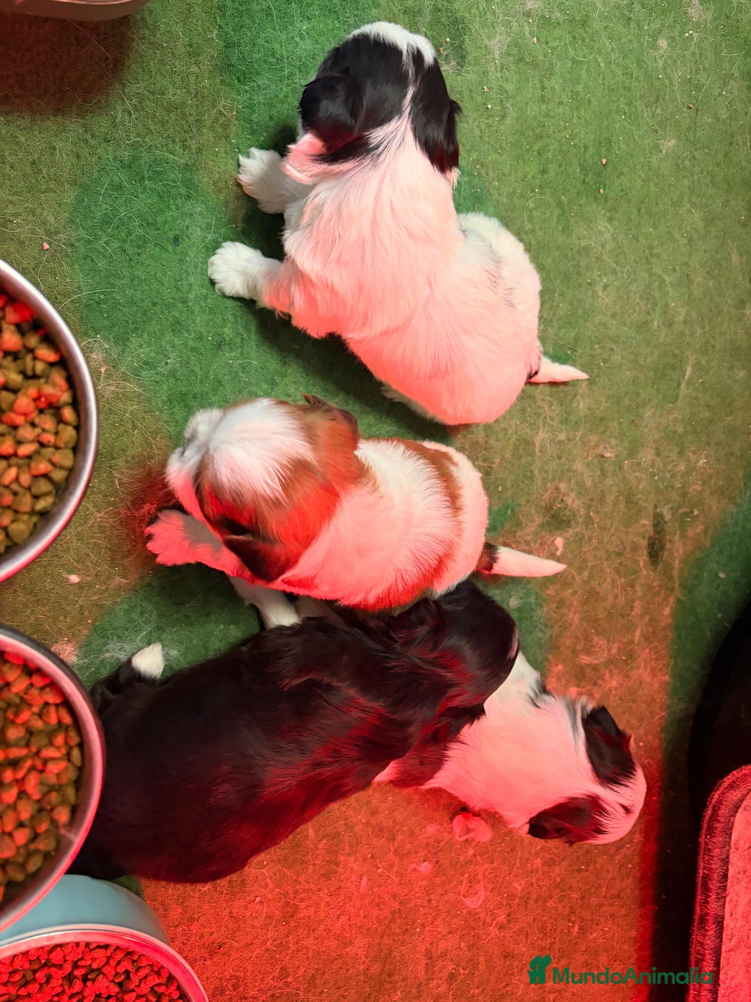 Shih Tzu perros en venta: Shih Tzu  - Anuncio 4