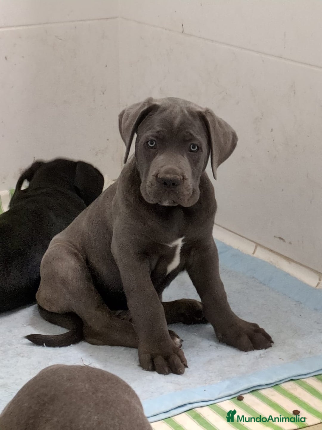 Cane Corso perros en venta: Preciosos cachorros de Cane corso - Anuncio 15