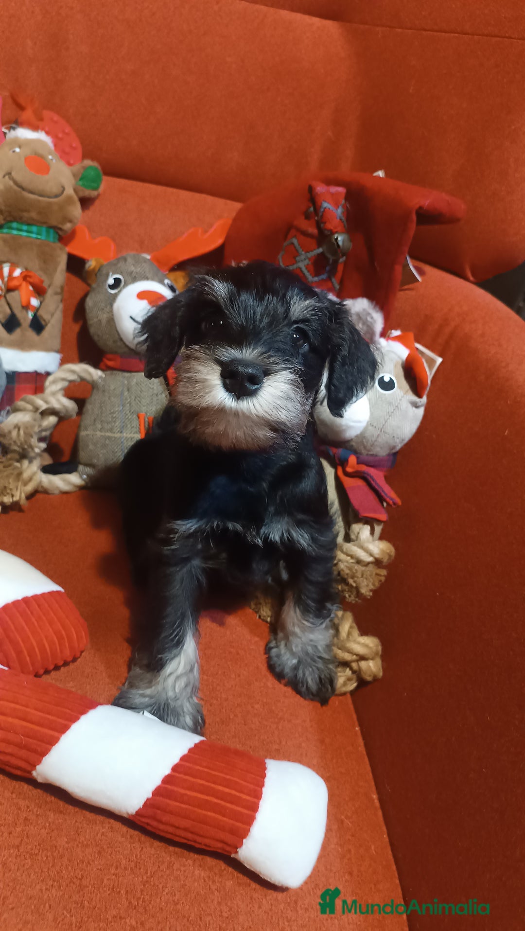 Schnauzer Miniatura perros en venta: Schnauzer mini negro-plata - Anuncio 13