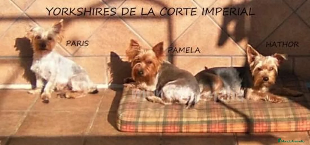 Imagen de galería {{count}}