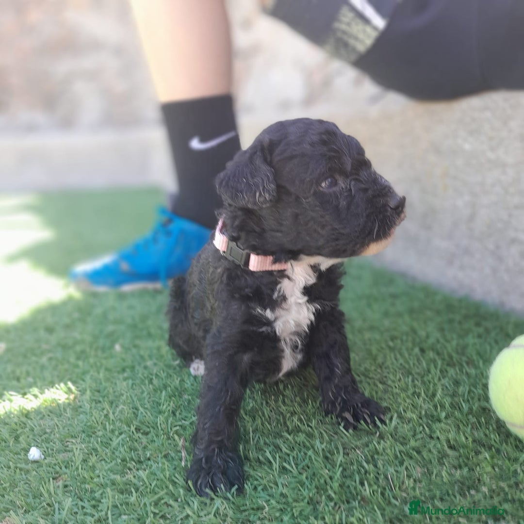 Perro de Agua Español perros en venta: PERROS DE AGUA - Imagen 3