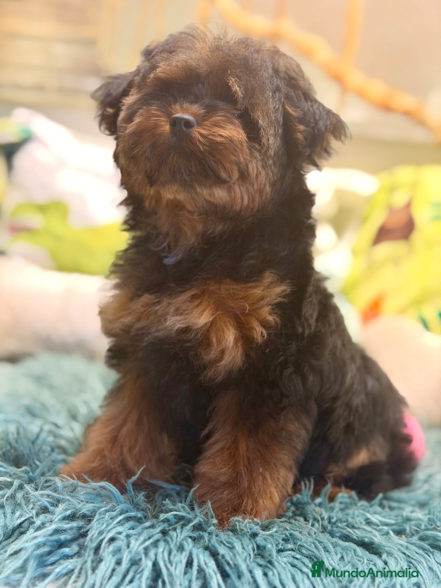 Yorkiepoo perros PRECIOSA YORKIEPOO HEMBRA MINITOY 4 MESES - Anuncio 2