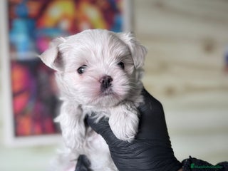 Bichón Maltés perros - Anuncio 5