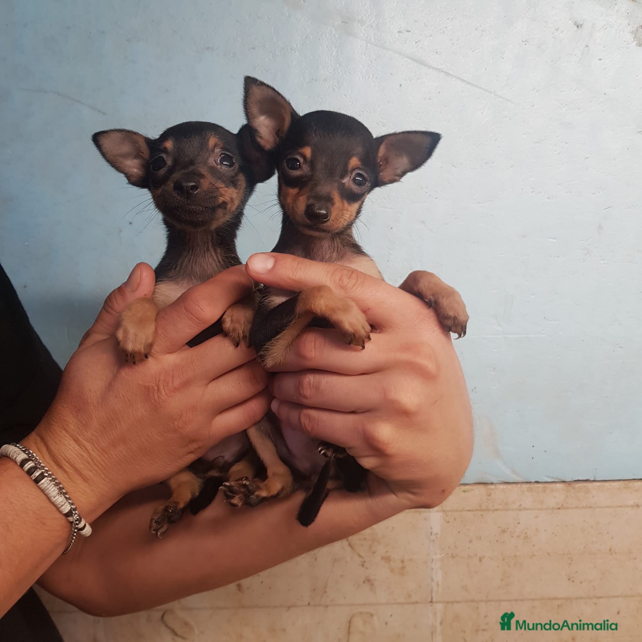 Ratón de Praga perros en venta: Auténtico Ratón de Praga  - Anuncio 2