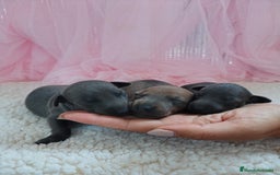 Pequeño Lebrel Italiano perros en venta: Pequeño lebrel Italiano  - Imagen 2