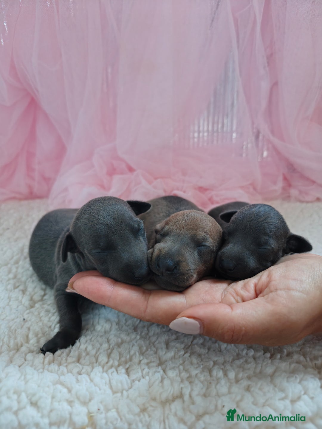 Pequeño Lebrel Italiano perros en venta: Pequeño lebrel Italiano  - Imagen 2