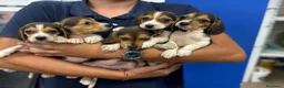 Beagle perros en venta: Cachorros Beagle 500€ ¡PRECIO REAL! VALENCIA - Anuncio 4