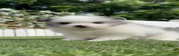 Pomerania perros en venta: POMERANIA - Anuncio 14