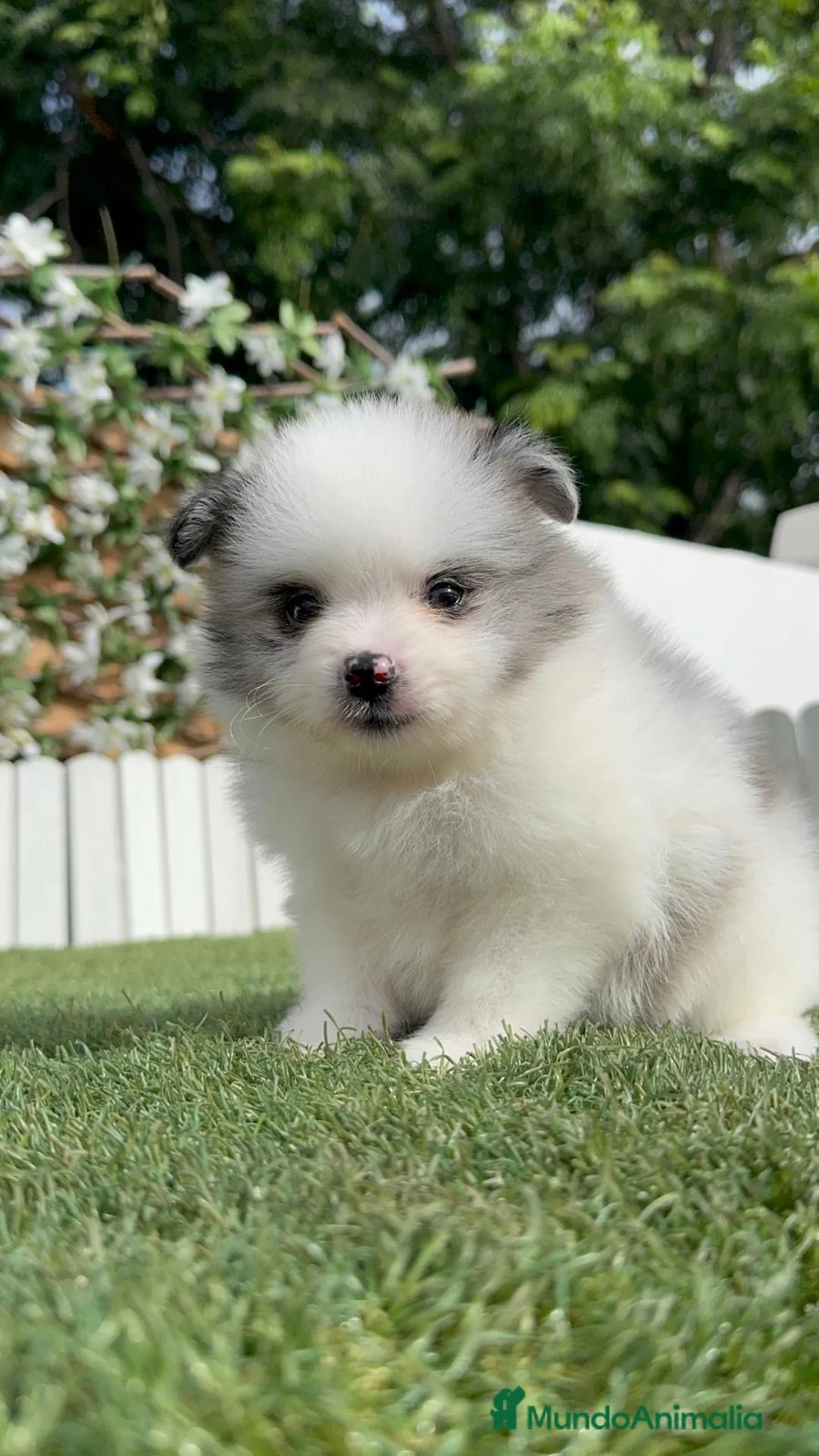 Pomerania perros en venta: POMERANIA - Anuncio 14