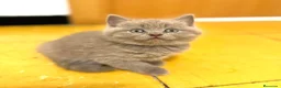 Británico de Pelo Corto gatos en venta: British Lilac  - Anuncio 3