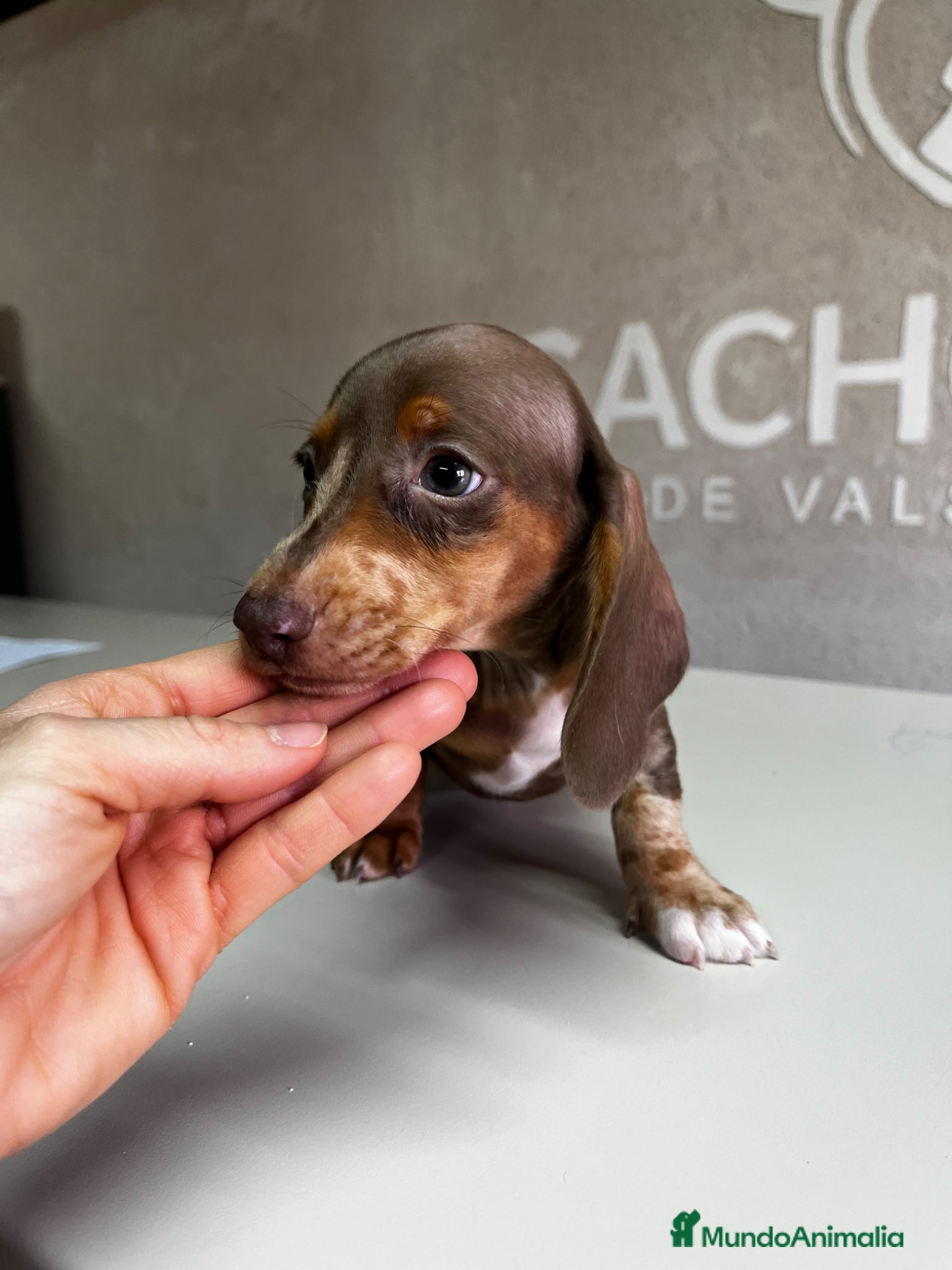 Teckel perros Teckel - Anuncio 1