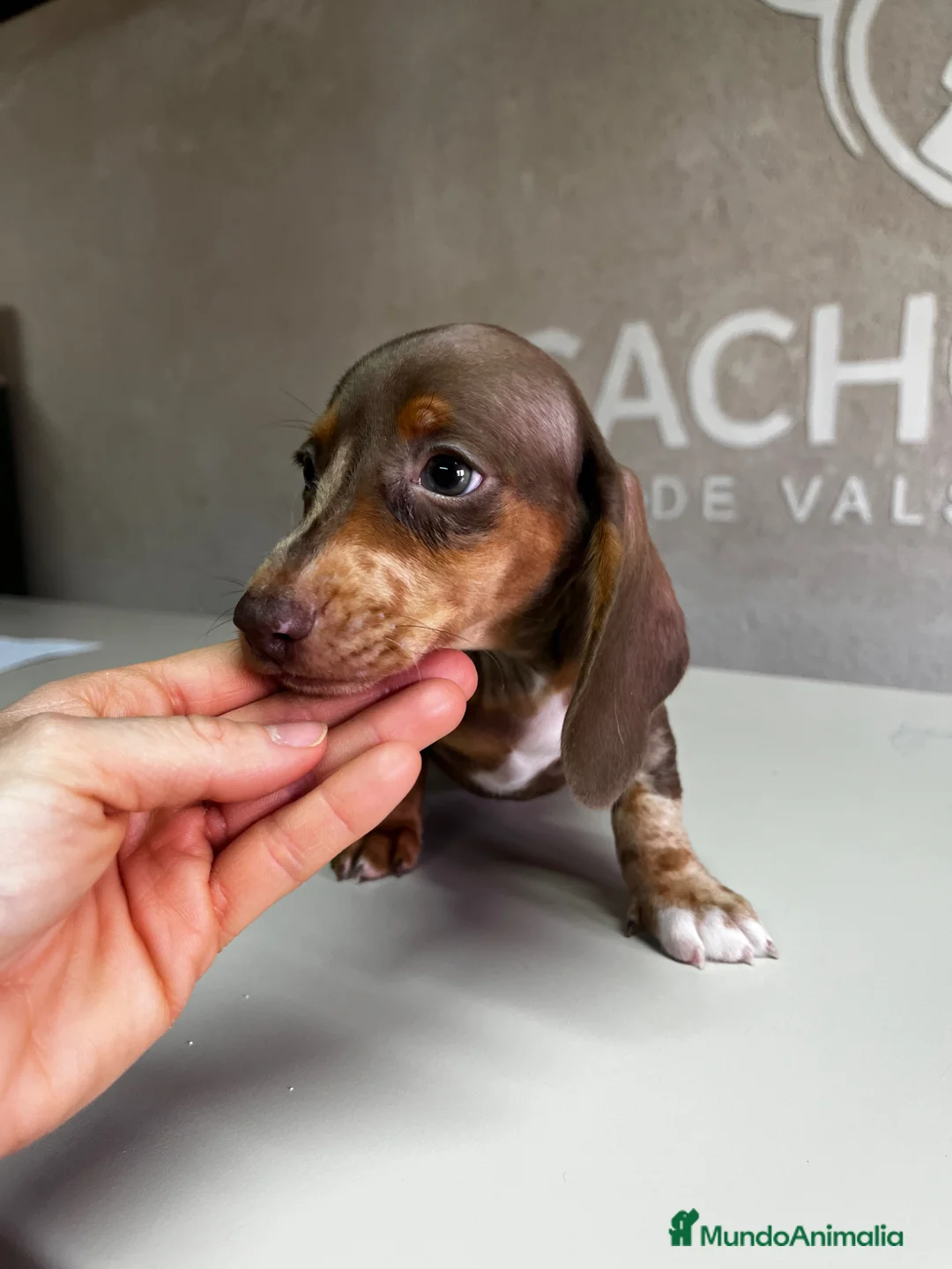 Teckel perros en venta: Teckel - Anuncio 1