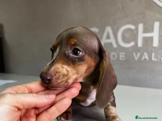 Teckel perros Teckel - Anuncio 1