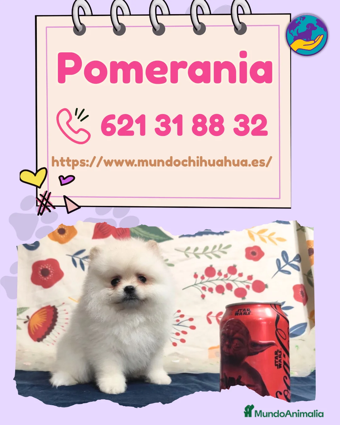 Pomerania perros en venta: Camada de pomerania enano 🧸✨ - Anuncio 1