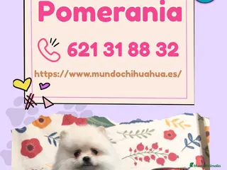 Pomerania perros Camada de pomerania enano 🧸✨ - Anuncio 1