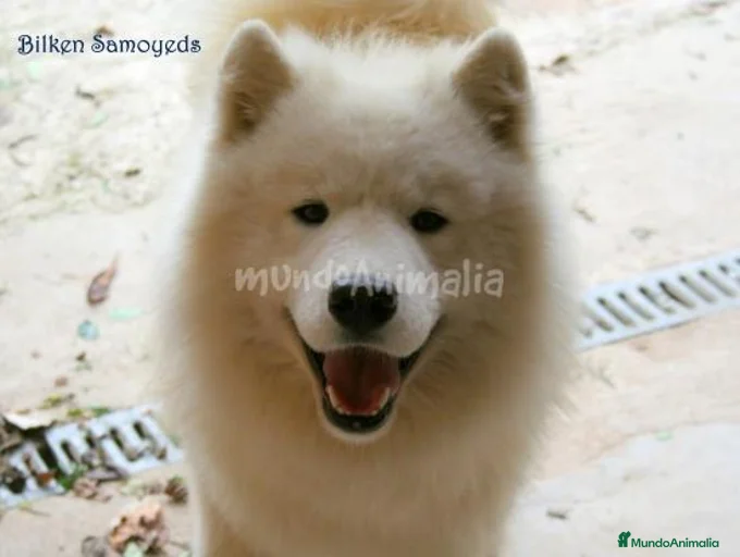 Imagen de galería {{count}}