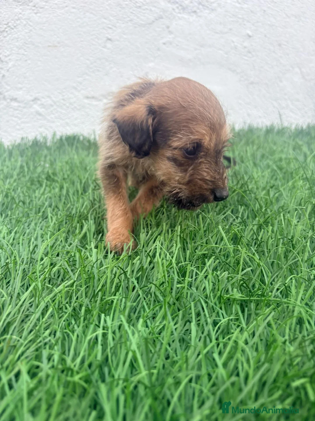 Raza Mixta perros en venta: Pootalian - Anuncio 2
