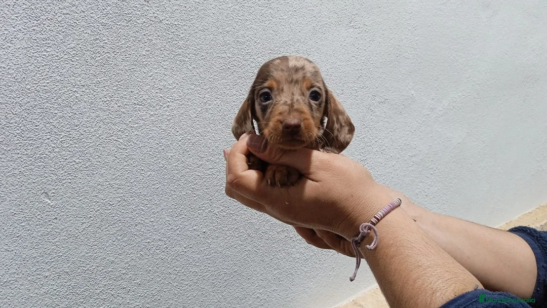 Teckel Miniatura perros en venta: Camada ade teckels miniatura  - Anuncio 2