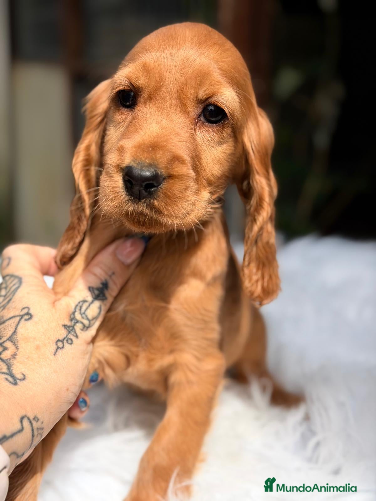 Cocker Spaniel Inglés perros COCKER SPANIEL INGLES DORADO  - Anuncio 5