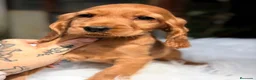 Cocker Spaniel Inglés perros en venta: COCKER SPANIEL INGLES DORADO  - Anuncio 3