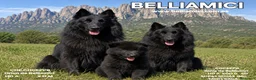 Pastor Belga Groenendael perros en venta: Pastor belga groenendael camada de alta selecccion - Anuncio 3