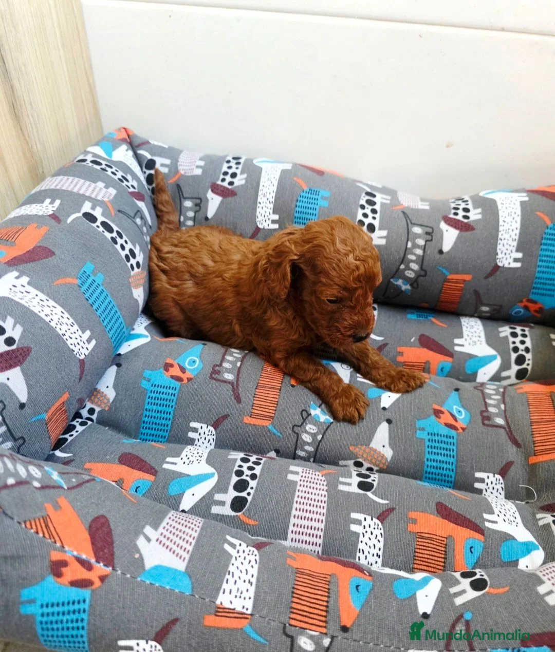 Caniche Toy perros en venta: DISPONIBLE CANICHE MACHO YOY ROJO  - Anuncio 3