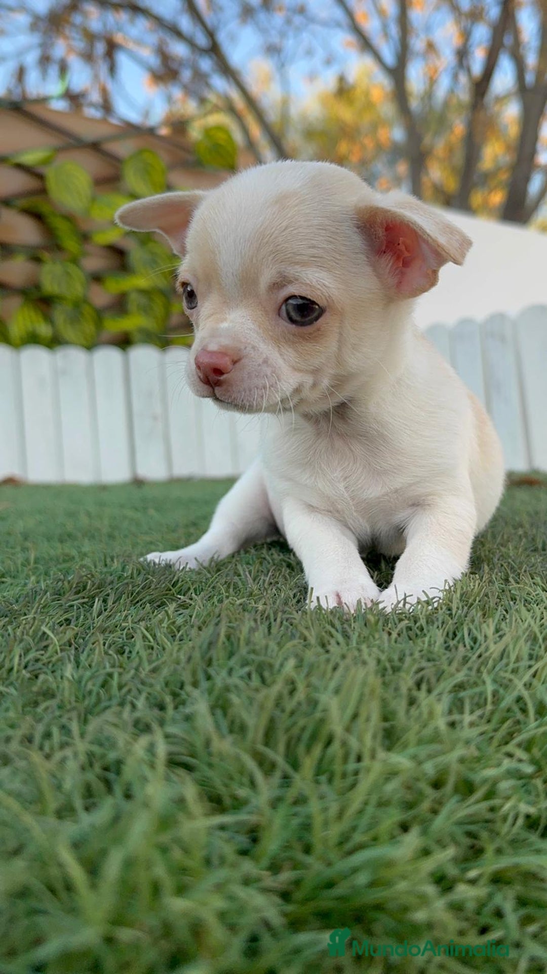 Chihuahua perros en venta: CHIHUAHUA MACHO - Anuncio 6