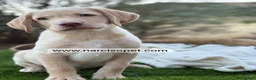 Labrador Retriever perros en venta: LABRADOR MACHO - Anuncio 2