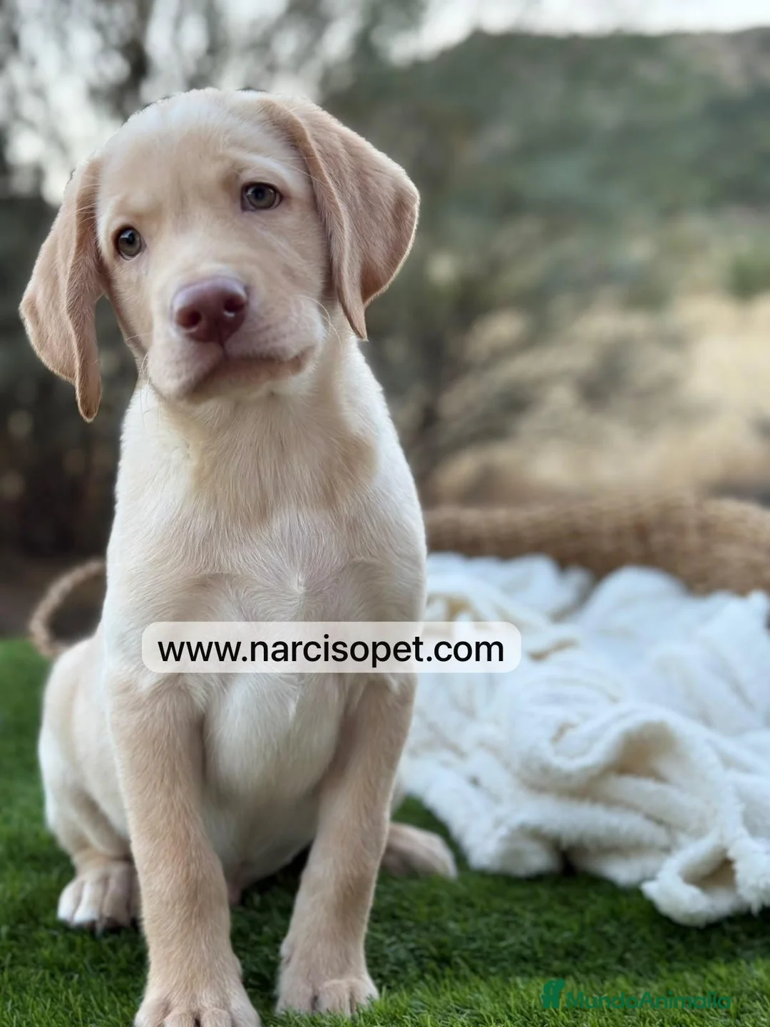 Labrador Retriever perros en venta: LABRADOR MACHO - Anuncio 2