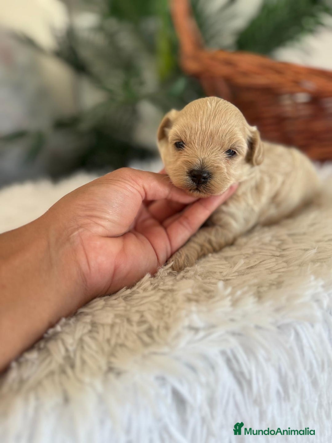 Maltipoo perros en venta: MALTIPOO MACHO - Imagen 28