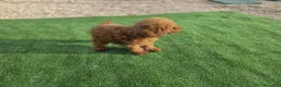 Caniche Toy perros en venta: Cachorrita caniche toy roja - Anuncio 2
