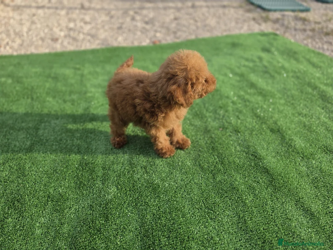 Caniche Toy perros en venta: Cachorrita caniche toy roja - Anuncio 2