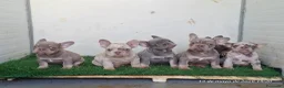 Bulldog Francés perros en venta: Cachorros de Bulldog Francés - Anuncio 5