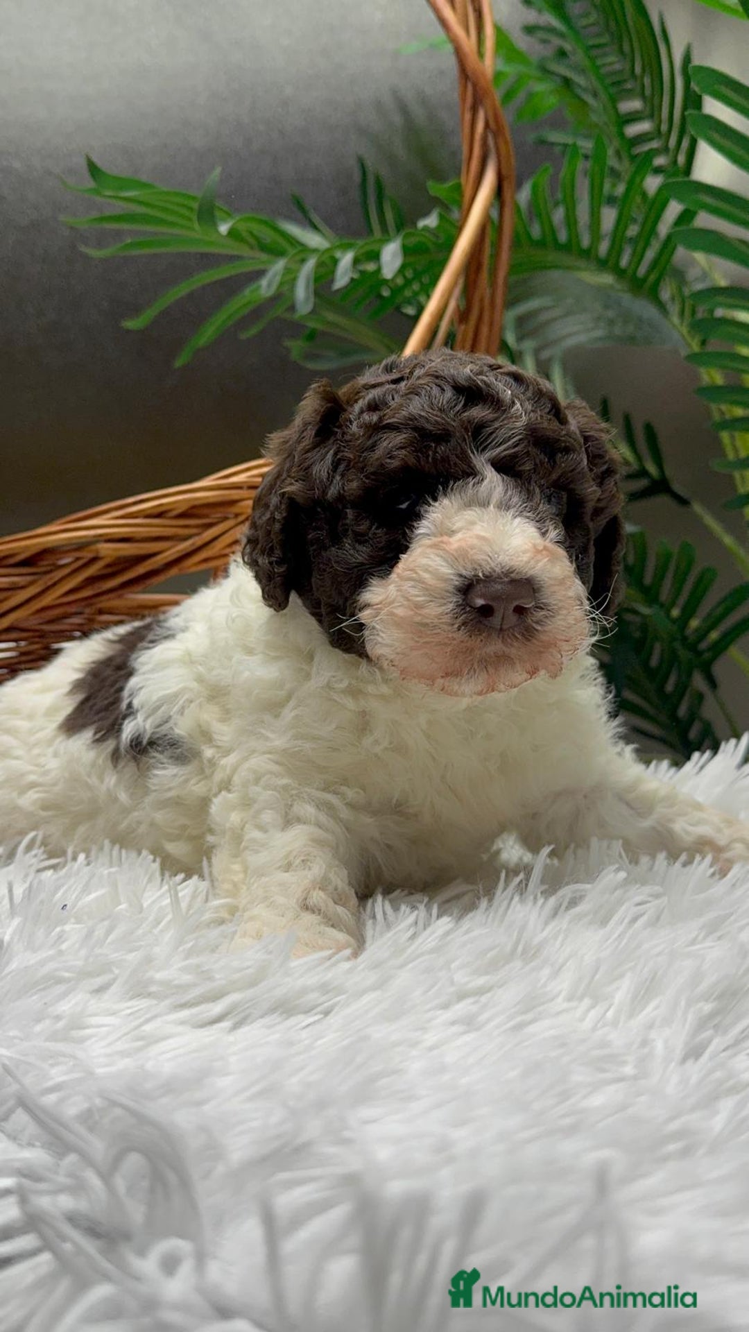 Perro de Agua Español perros en venta: PERRO DE AGUA ESPAÑOL MACHO - Anuncio 1