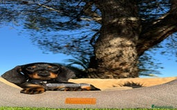 Teckel Miniatura perros en venta: INCREIBLE TECKEL NEGRO FUEGO - Imagen 1