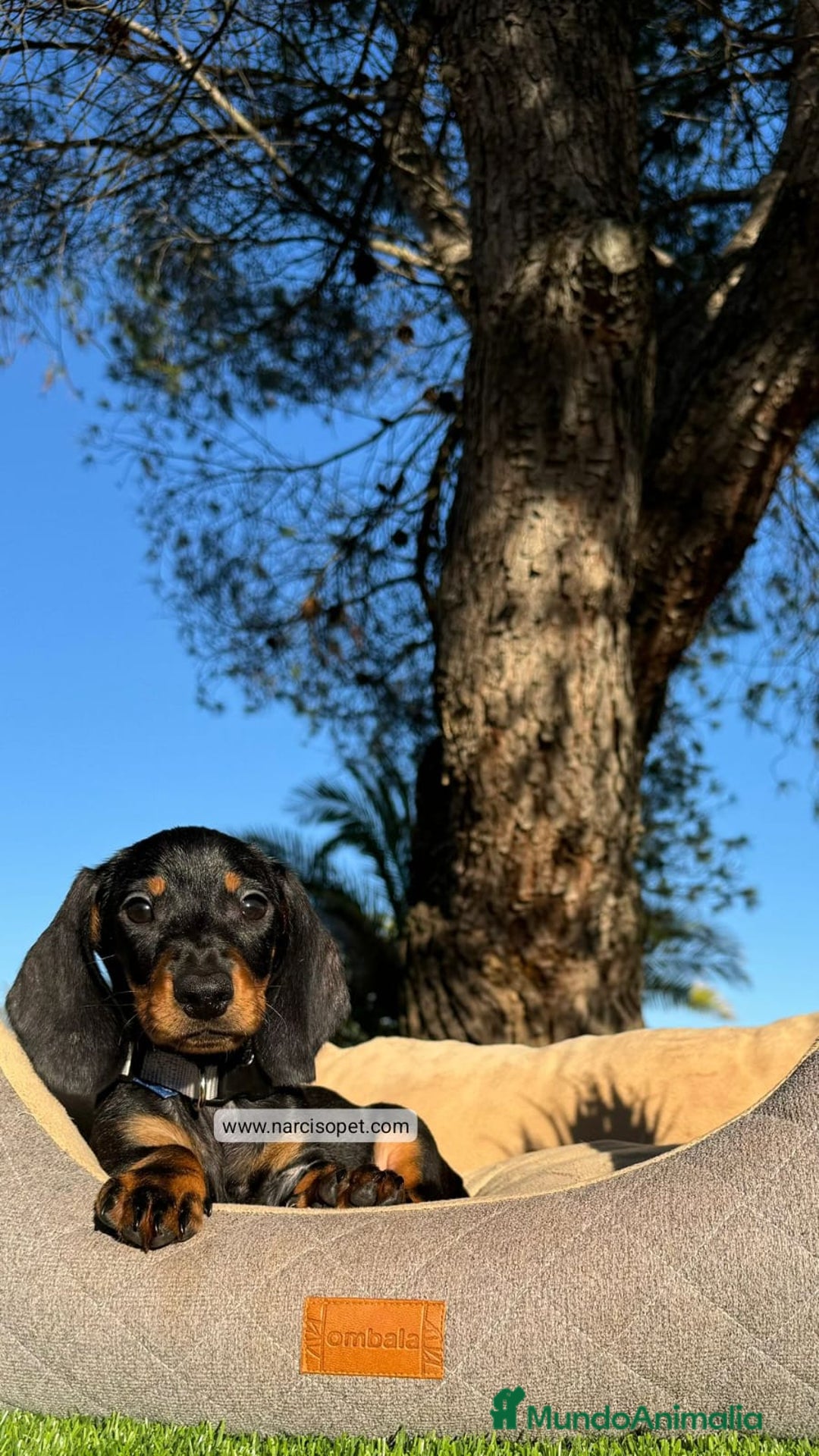 Teckel Miniatura perros en venta: INCREIBLE TECKEL NEGRO FUEGO - Imagen 1