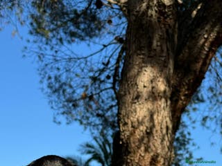 Teckel Miniatura perros INCREIBLE TECKEL NEGRO FUEGO - Anuncio 4