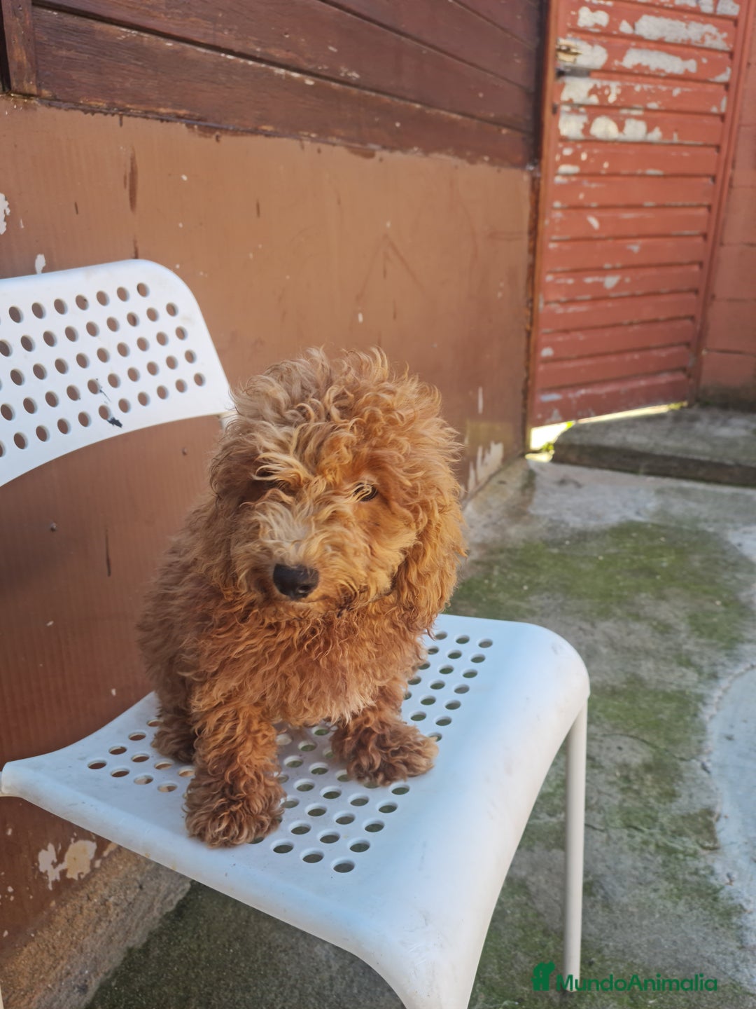 Caniche Enano perros en venta: Caniche enano - Imagen 9