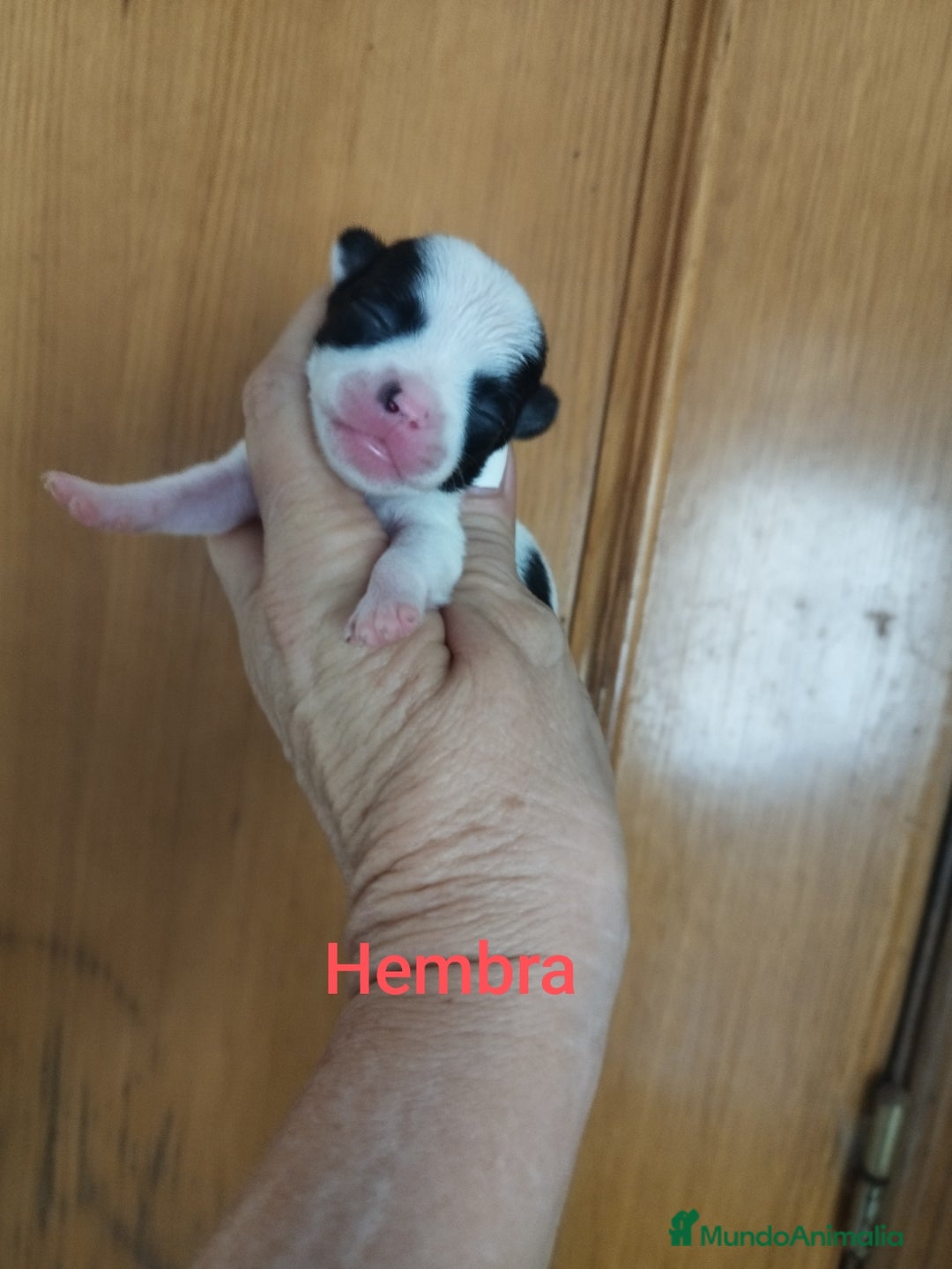 Chihuahua perros en venta: CHIHUAHUAS TOYS CALIDAD Y SELECCIÓN  - Imagen 4