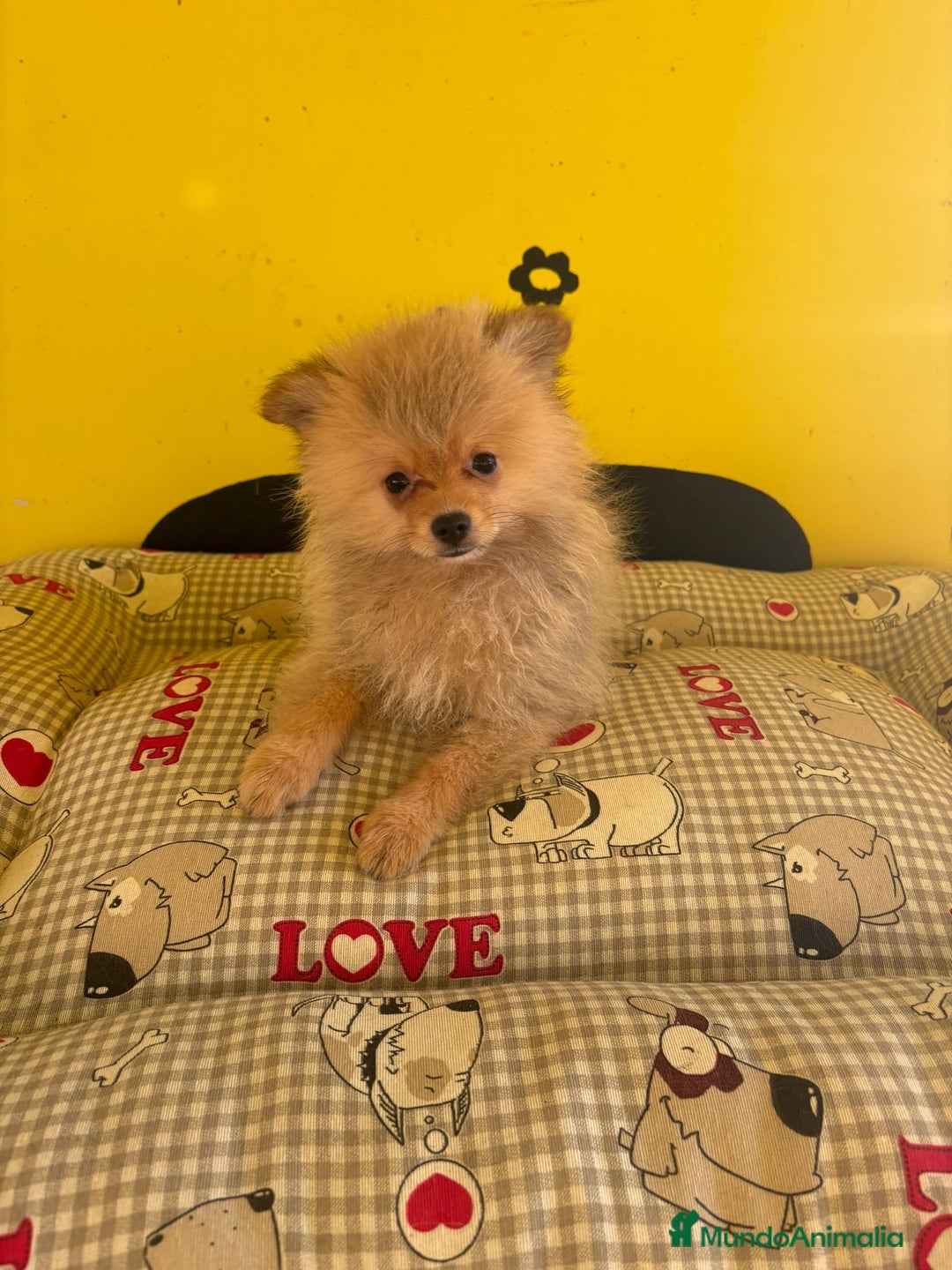 Pomerania perros en venta: Pomerania machos - Imagen 3