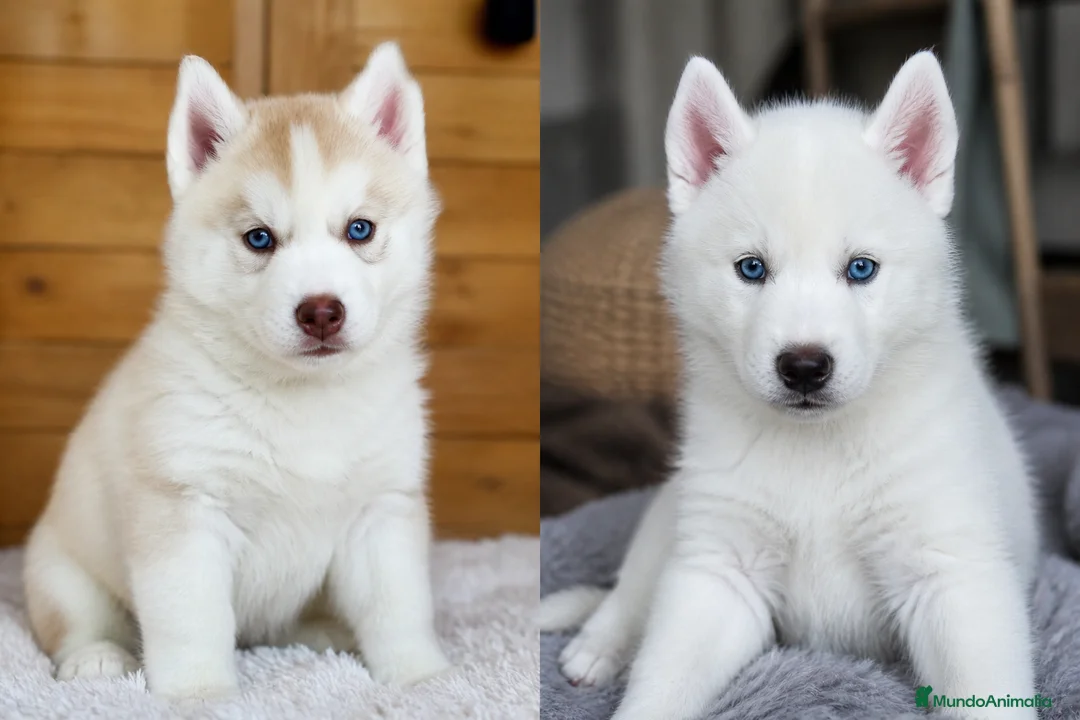 Husky Siberiano perros en venta: HUSKY SIBERIANO HEMBRA  - Anuncio 1