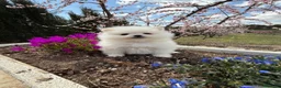 Pomerania perros en venta: Pomeranias toy hembras disponibles  - Anuncio 11